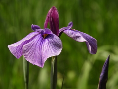 花菖蒲20