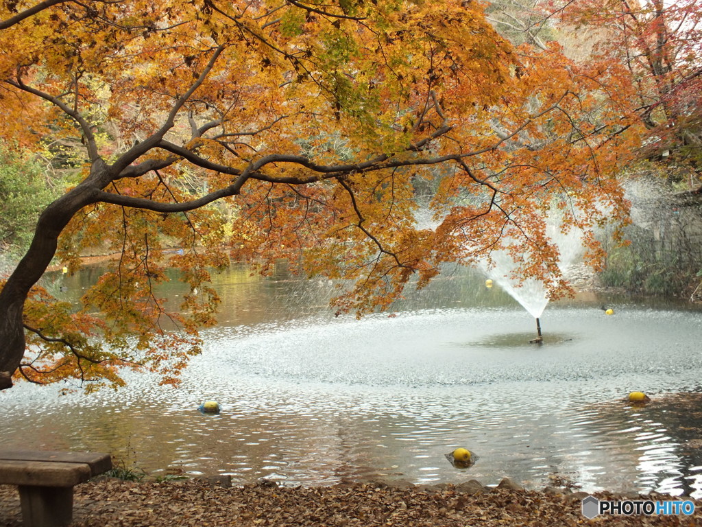 井の頭恩賜公園11