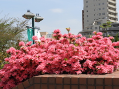 平成つつじ公園19