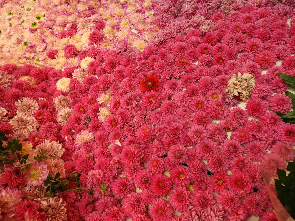 ダリアの華展3