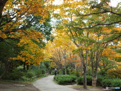 紅葉の日本庭園33