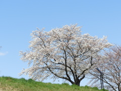 サクラ11