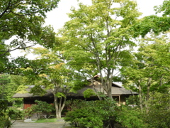 初秋の日本庭園5