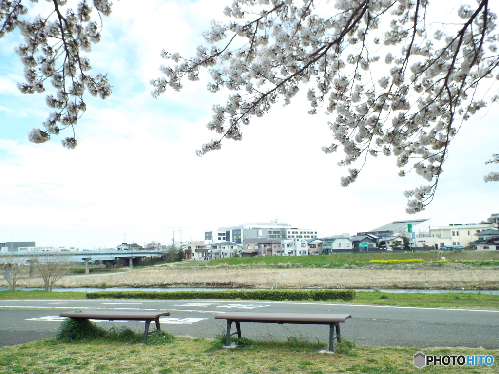 お花見5
