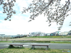 お花見5