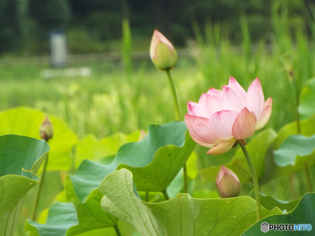 昭和記念公園・蓮9