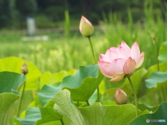 昭和記念公園・蓮9