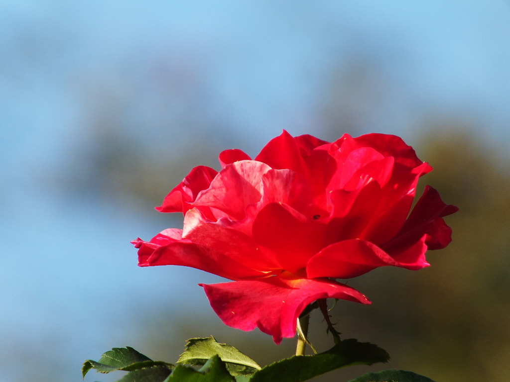 薔薇2