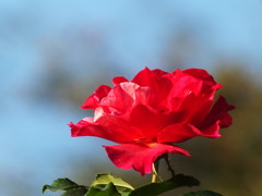 薔薇2