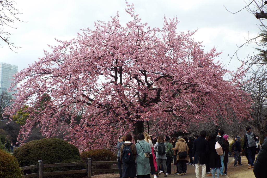 修善寺寒桜10