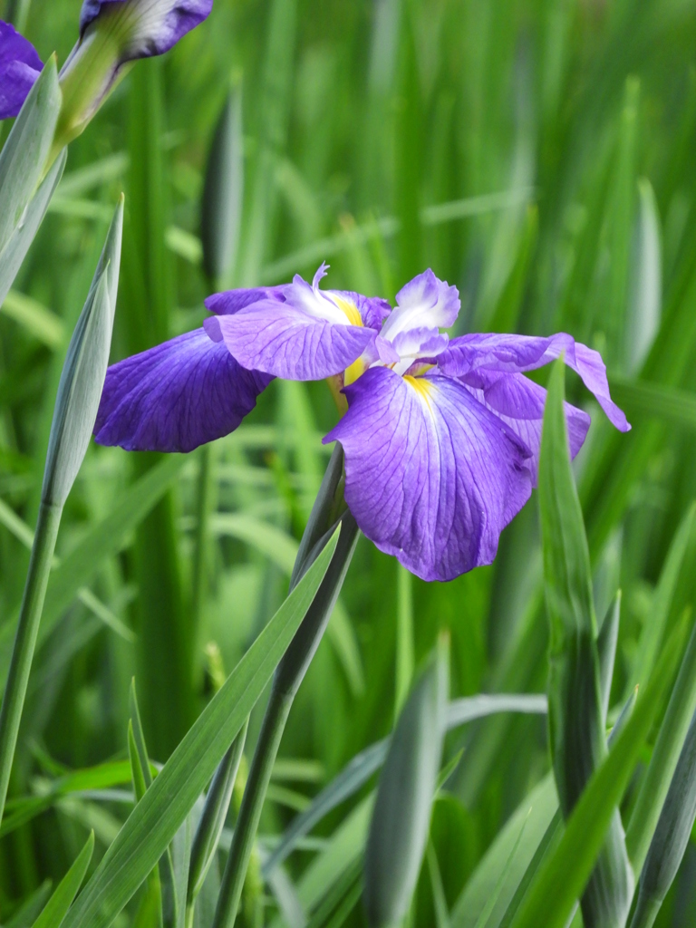 智光山公園・花菖蒲17