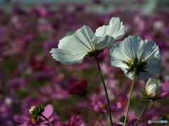 秋桜5