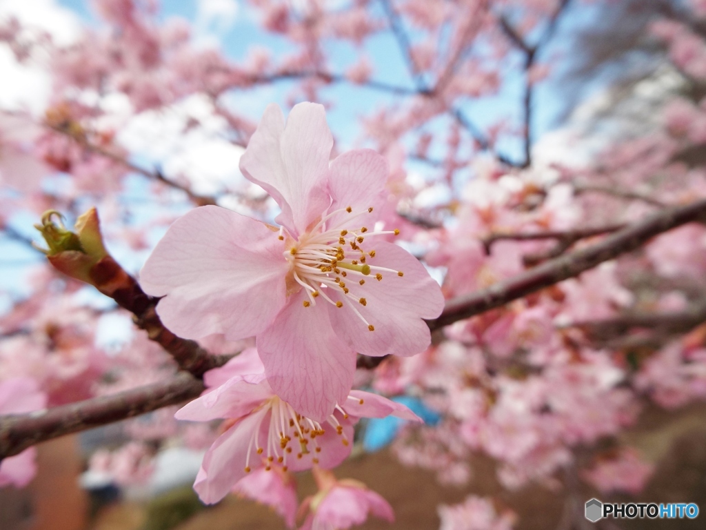 河津桜10
