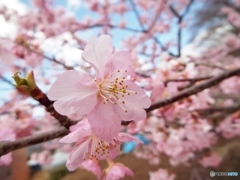 河津桜10