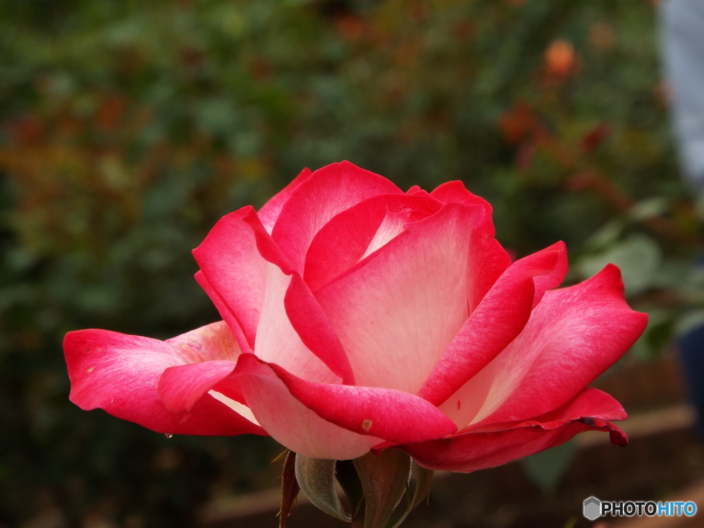 薔薇19