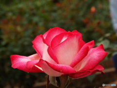薔薇19