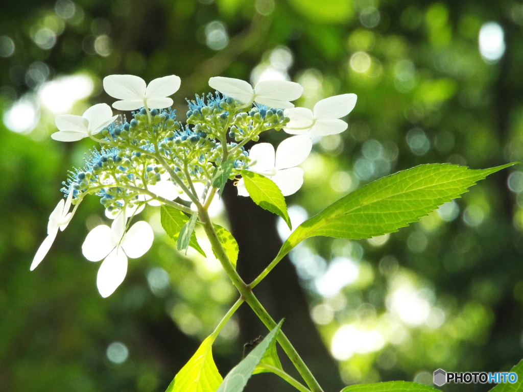 東京都薬用植物園・紫陽花6