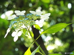 東京都薬用植物園・紫陽花6