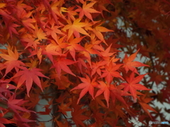 能仁寺・もみじ17