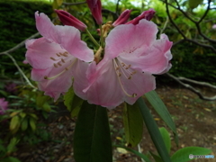 石楠花2