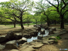 新緑の所沢航空記念公園5