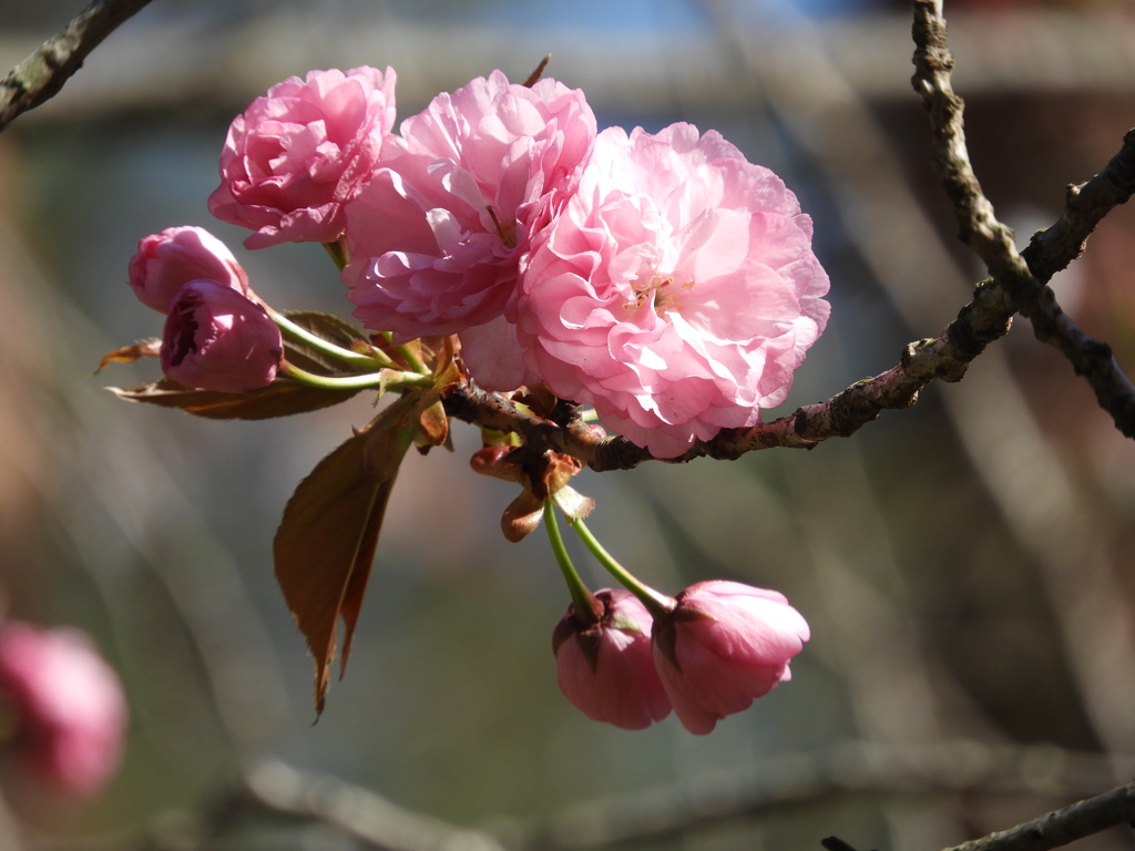 八重桜1