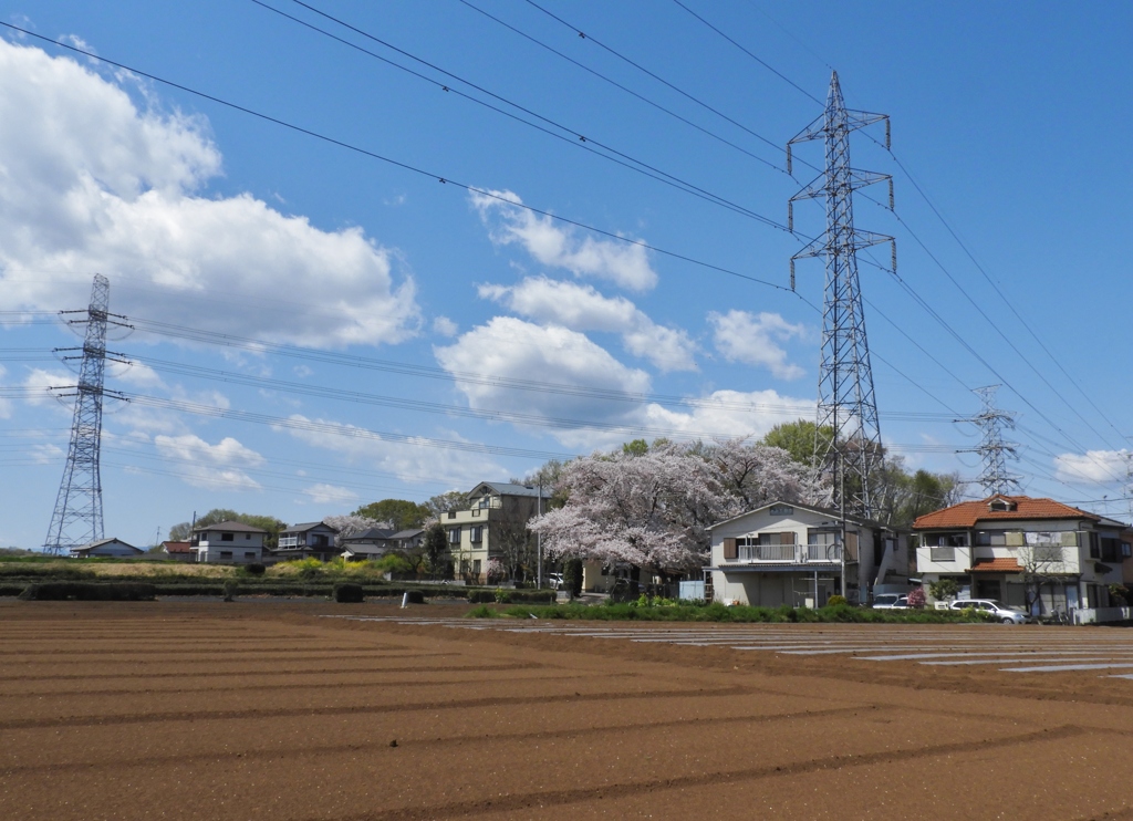 散歩道・桜7
