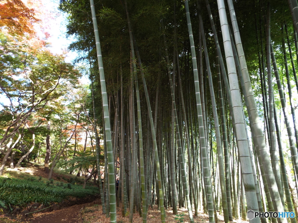 殿ヶ谷戸庭園の秋6