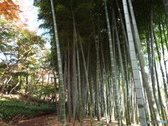 殿ヶ谷戸庭園の秋6
