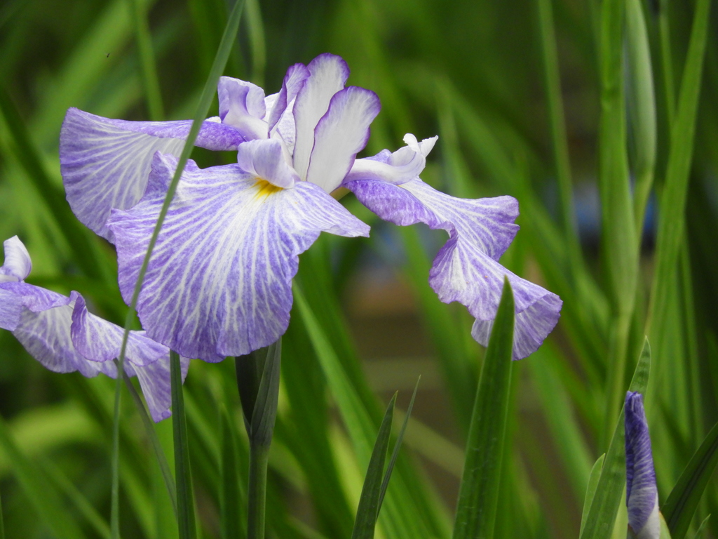 智光山公園・花菖蒲6