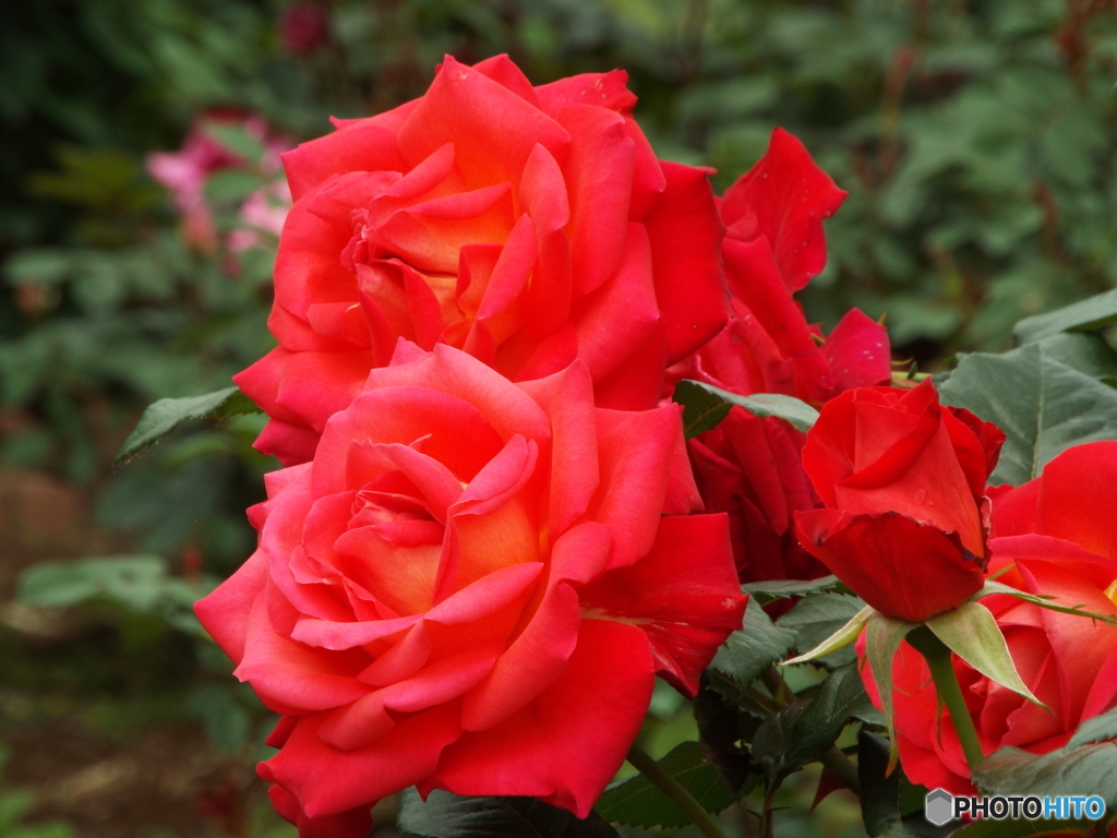 薔薇9
