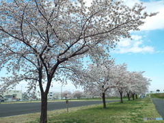 お花見20