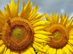 DSCF0084
