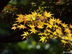 殿ヶ谷戸庭園・もみじ12