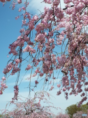 枝垂れ桜3