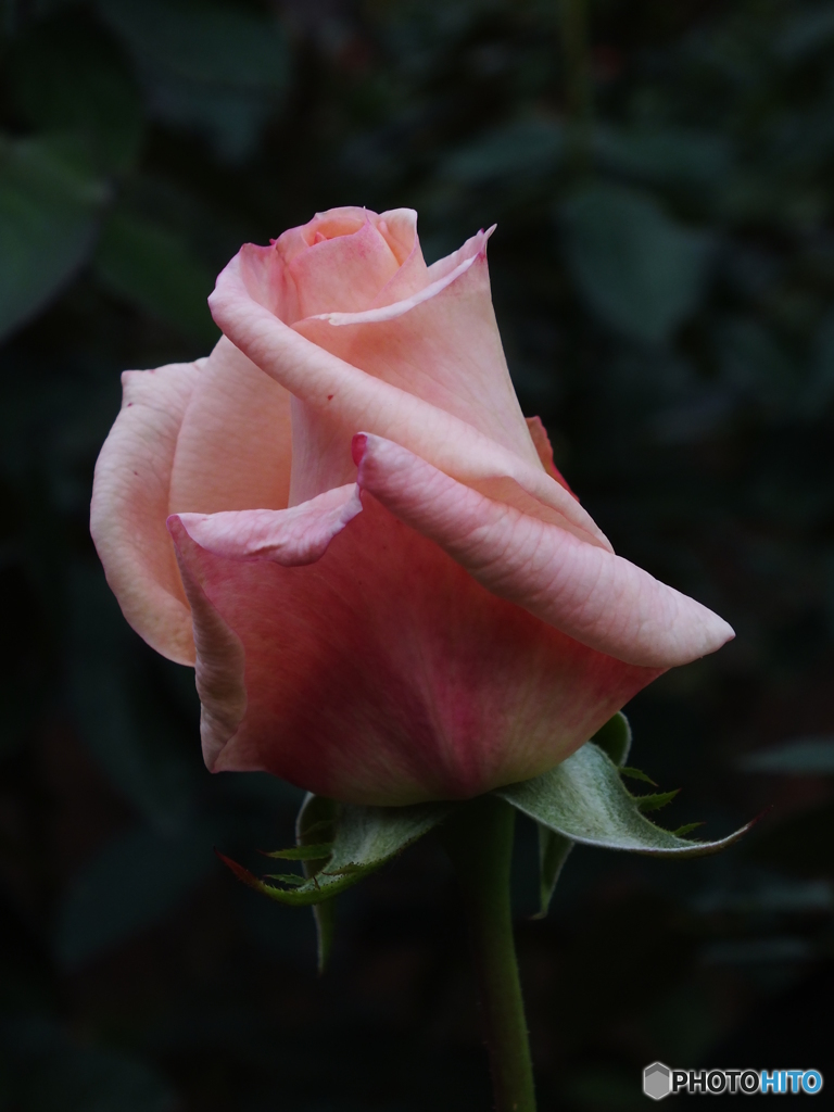薔薇14