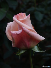 薔薇14
