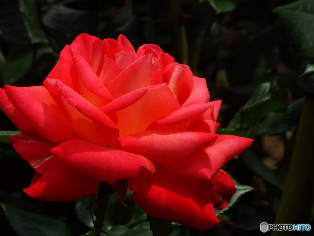 薔薇12