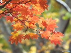 紅葉の日本庭園22