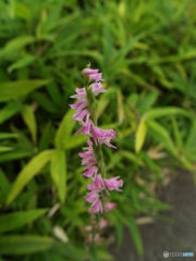 ネジバナ