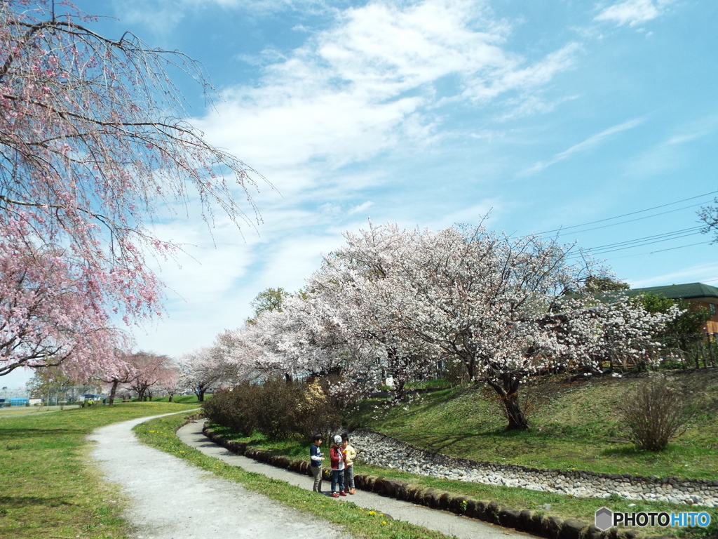 桜6