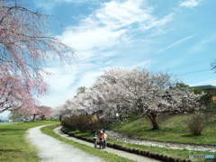 桜6