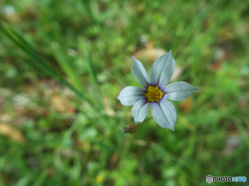 ニワゼキショウ2