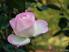 新宿御苑・秋薔薇1