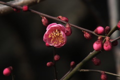 紅梅1