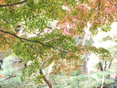 殿ヶ谷戸庭園・もみじ8