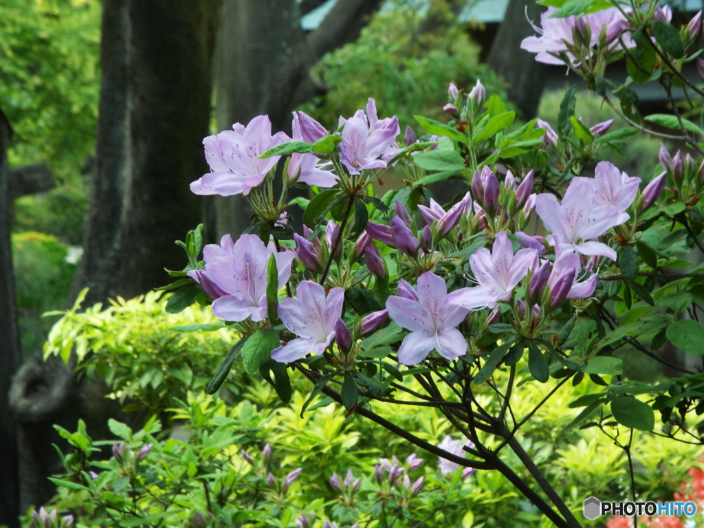 日本庭園躑躅