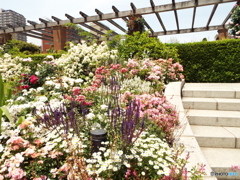 山下公園10