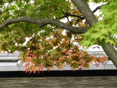 初秋の日本庭園10