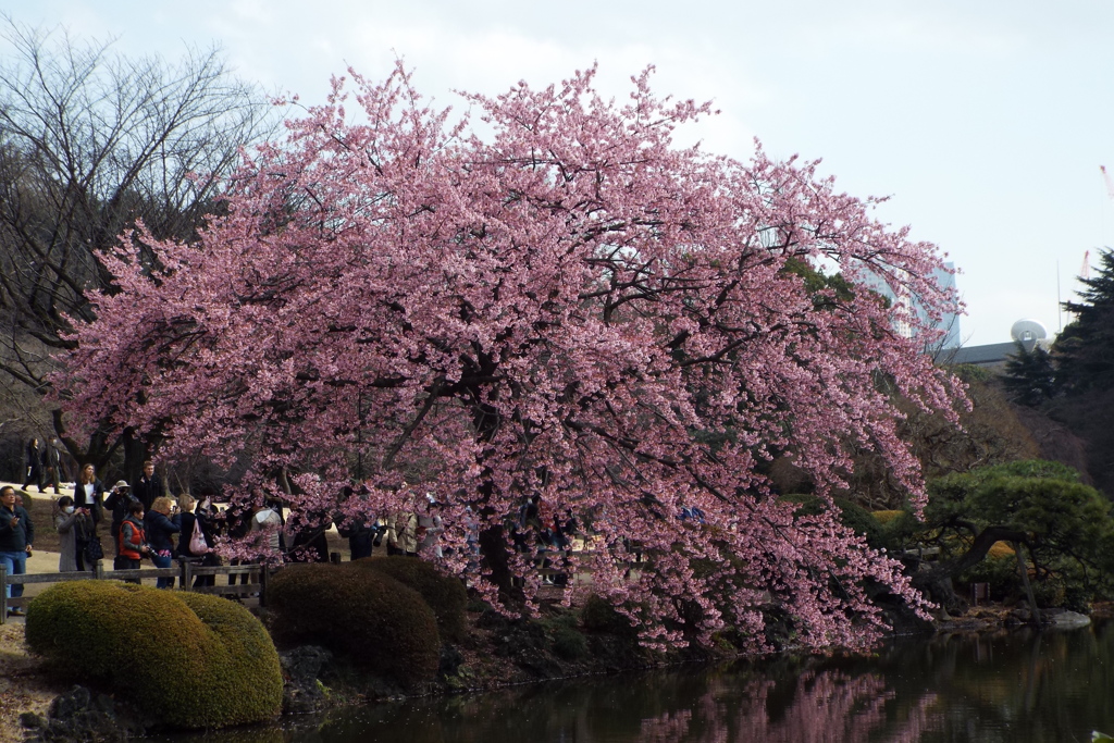 修善寺寒桜4